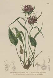 Oxford Rampion