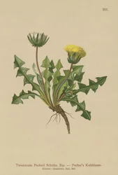 Pacheris Dandelion