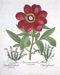 Paeony and two Polygalons, from Hortus Eystettensis by Basil Besler, pub. 1613