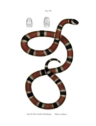Painted Coral Snake