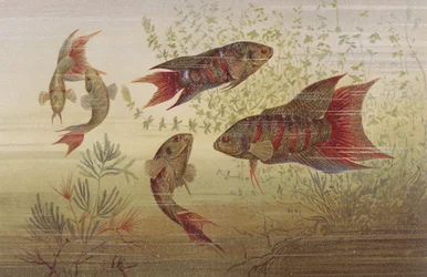 Paradise Fish, plate from Brehms Tierleben