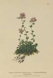 Pennycress