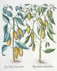 Peppers, from the Hortus Eystettensis by Basil Besler, pub. 1613
