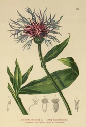 Perennial Cornflower
