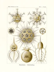 Phaeodaria, 1899-1904