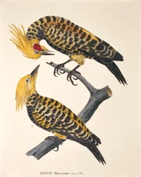 Picus Flavescens, from 