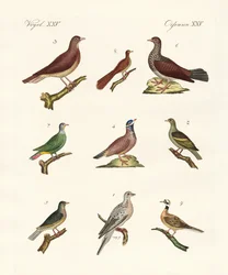 Pigeons from Foreign Countries