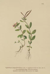 Pimpernel Willowherb