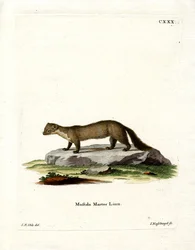 Pine Marten