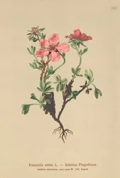 Pink Cinquefoil