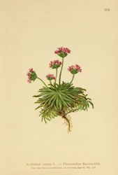 Pink Rock Jasmine