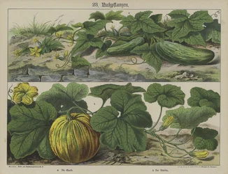 Plants