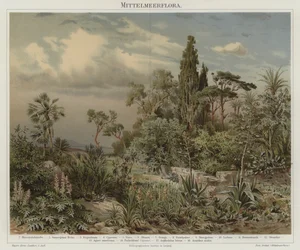 Plants of the Mediterranean
