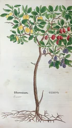 Plum tree, a botanical plate from the Herbarium by Leonhart Fuchs, published in Basel, 1543