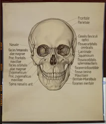 Poster of a human skull