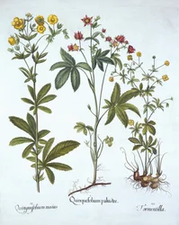 Potentillas, from Hortus Eystettensis