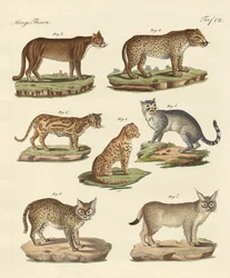 Predators from all parts of the world