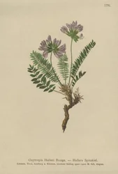 Purple Oxytropis