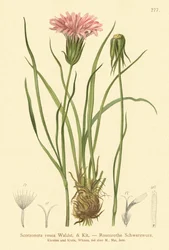 Purple Vipers-grass
