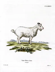 Pygmy Goat
