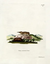 Pygmy Shrew