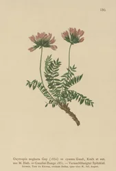Pyrenean Milk Vetch