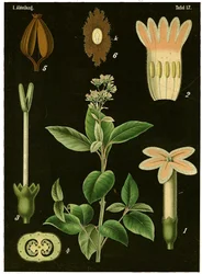 Quinine Tree (Cinchona Calisaya)