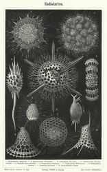Radiolaria