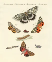 Rare German Night Butterflies