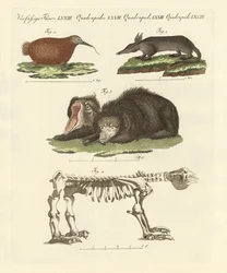 Rare Mammals