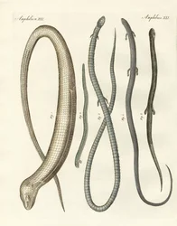 Rare Reptiles