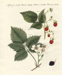 Raspberries and Blackberries