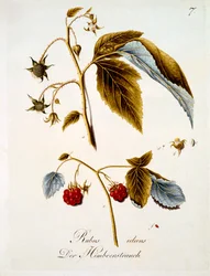 Raspberry, illustration from a book of German wild flowers by Johann Daniel von Reitter, published c.1803-5