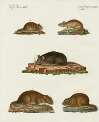 Rats and Mice