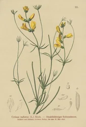 Rayed Broom