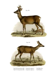 Red-Deer