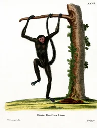 Red-faced Spider Monkey