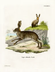 Red-necked Scrub Hare