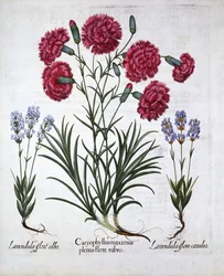 Red Carnation and Lavender, from Hortus Eystettensis