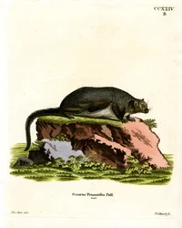 Red Giant Flying Squirrel