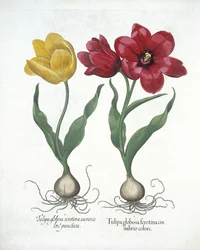 Red and yellow tulip, from Hortus Eystettensis by Basil Besler, pub. 1613