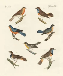 Redbreasts, Bluethroats and Yellowthroats