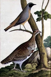 Redstart (Phoenicurus phoenicurus) and Hazel Hen, c.1740