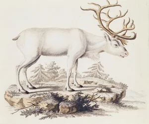 Reindeer (Cervus tarandus), from Mammals illustrated from Nature with descriptions, by Johann Christian Daniel von Schreber, engraving by I Nufsbiegel, volume 5, table 248-C, Germany