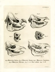 Rhino Skulls