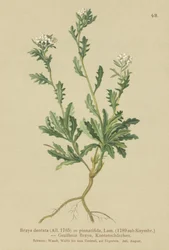 Rockcress