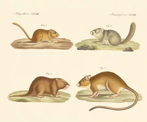 Rodents