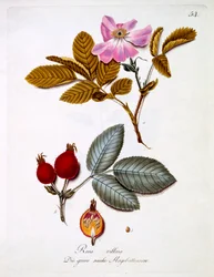 Rosa villosa, illustration from a book of German wild flowers by Johann Daniel von Reitter, published c.1803-5
