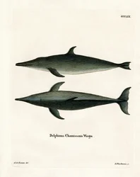 Rough-toothed Dolphin