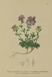 Round-leaved Pennycress